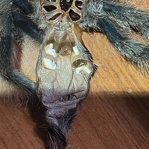 Avicularia avicularia