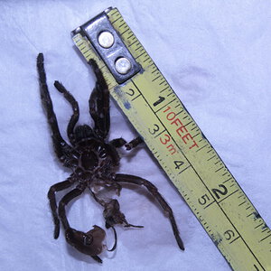 Ceratogyrus darlingi - 2+ inch female,size reference