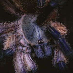 Monocentropus balfouri - juvenile female, portrait #2