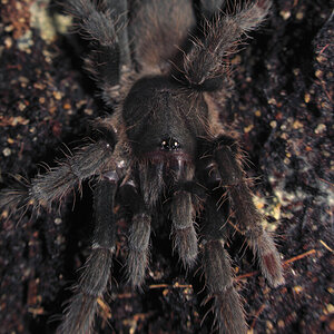 Hysterocrates gigas - 1.75~ inch female (shot #2)