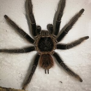 1.0 (MM) Lasiodora parahybana