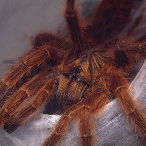 Pterinochilus murinus (Red Color Form/RCR) ~ 2 inch male (shot #2)