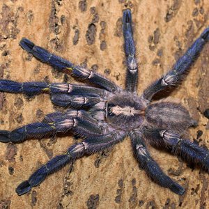 Poecilotheria metallica MM