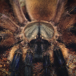 M.balfouri juvenile female