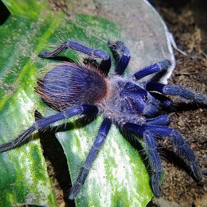 Pterinopelma sazimai, just under 3" DLS