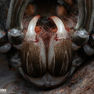 Theraphosa stirmi