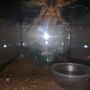 P murinus