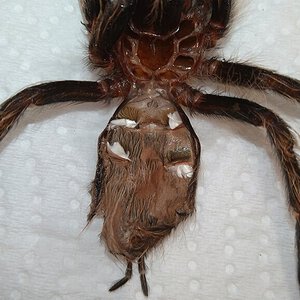 T. albopilosus juvenile molt