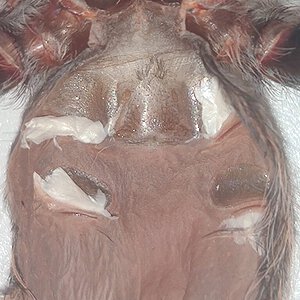 T. albopilosus juvenile molt