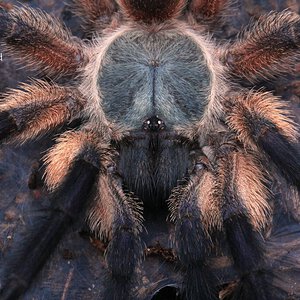 Monocentropus balfouri.