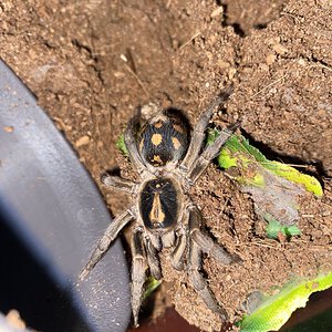 Hapalopus sp Colombia klein