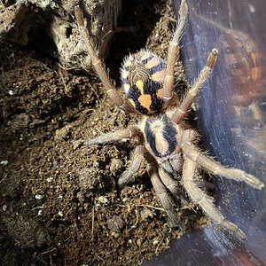 Hapalopus sp Colombia gross