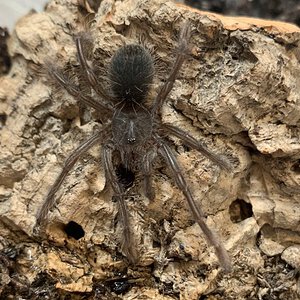 Theraphosa stirmi