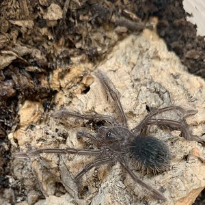 Theraphosa stirmi