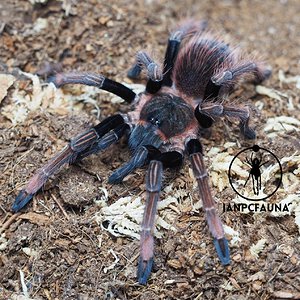 0.1 Sericopelma sp. "Santa Catalina"