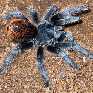 Aphonopelma marxi