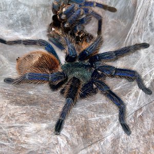 chromatopelma cyaneopubescens MF