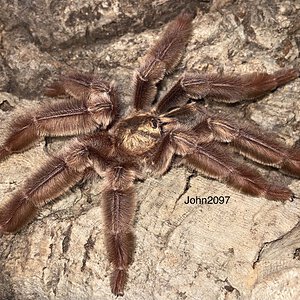 Psalmopoeus ecclesiasticus Mature male