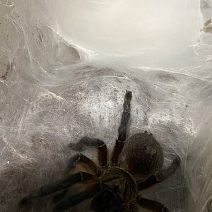 H pulchripes sac