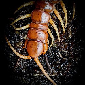 Scolopendra sp Sulawesi Red with three forcipules premolt