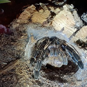 E. murinus Dubia dinner