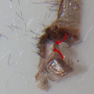 Grammostola pulchra 2.5" DLS Female(?)
