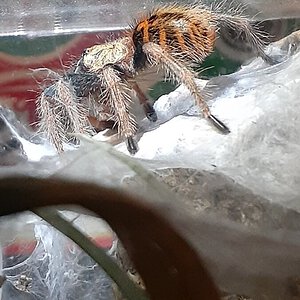 Mirror Patch - GBB