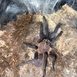 Chilobrachys sp Kaeng krachan female