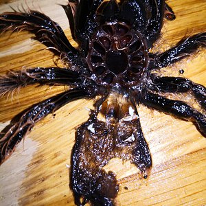 T. albopilosum 5cm