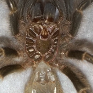 L10 Grammostola Pulchripes