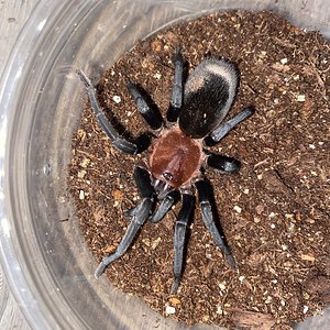 Bumba horrida Female