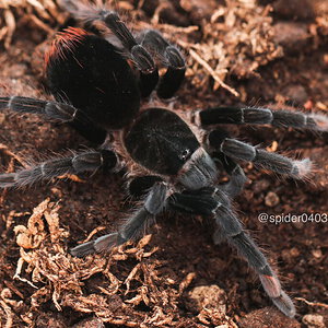 Sericopelma sp. Darien