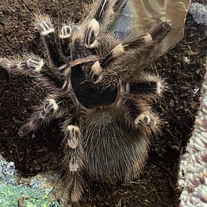 A. geniculata female