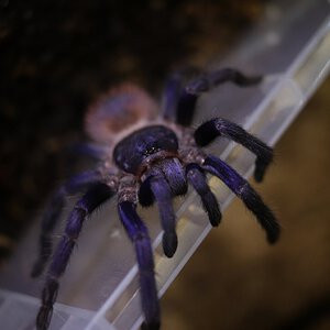 Pterinopelma sazimai