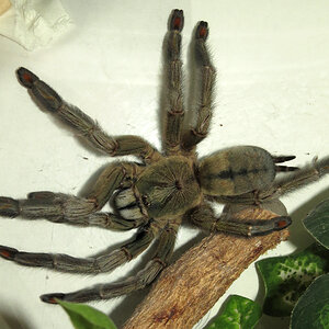 Hunting (♀ Psalmopoeus cambridgei 6") [1/2]