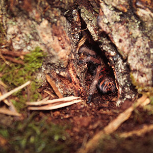 C. cyaneopubescens hiding