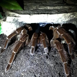 Theraphosa blondi