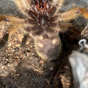 H. pulchripes