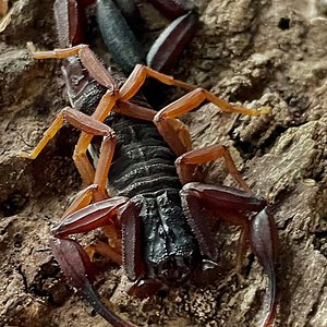 Centruroides Gracilis( Adult Male)