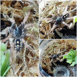 Hapalopus sp. guerilla sling - Koko