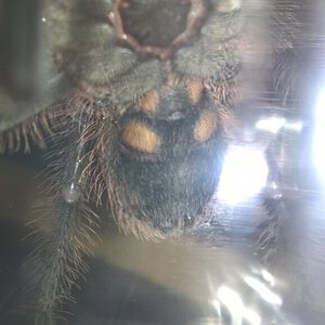 l6 theraphosa blondi