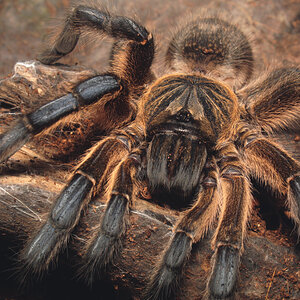 Harpactira pulchripes, adult female sh1