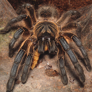 Harpactira pulchripes, adult female sh3