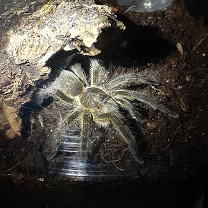 Harpactira baviana - 2.5" DLS male(?) - Hades