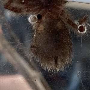 G Pulchra spiderling sex?