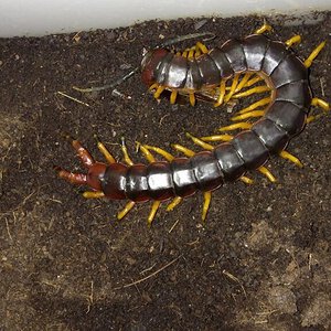 Scolopendra viridicornis viridicornis