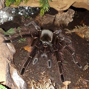 Theraphosa blondi