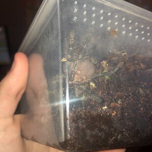 1.5 inch poecilotheria rufiliata sex help