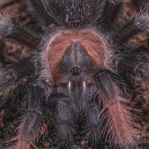 Brachypelma emilia, juvenile male