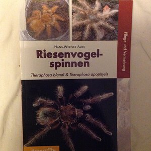 Riesenvogelspinnen